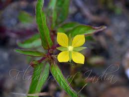 Ludwigia parviflora